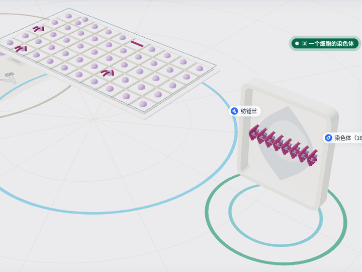 生物 · 有丝分裂 3D 实验动图